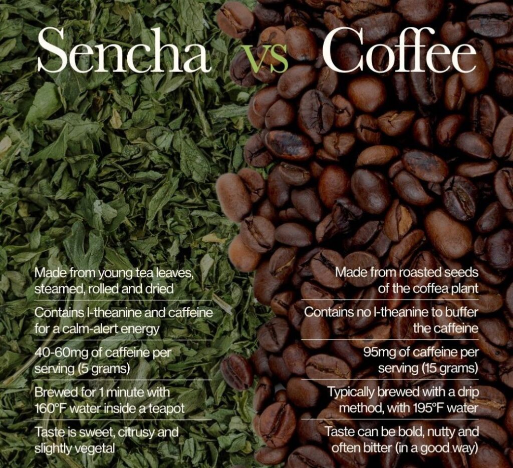 sencha drink